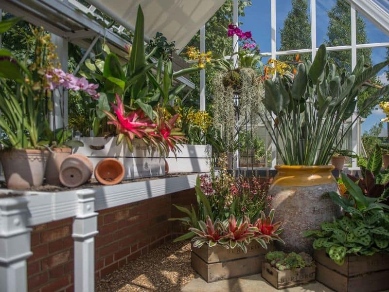 Extended Plant Variety