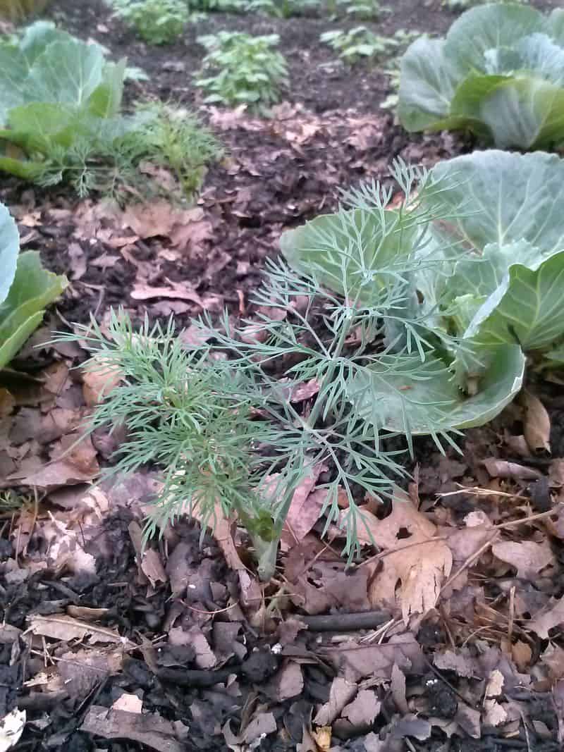 Cabbage and Dill