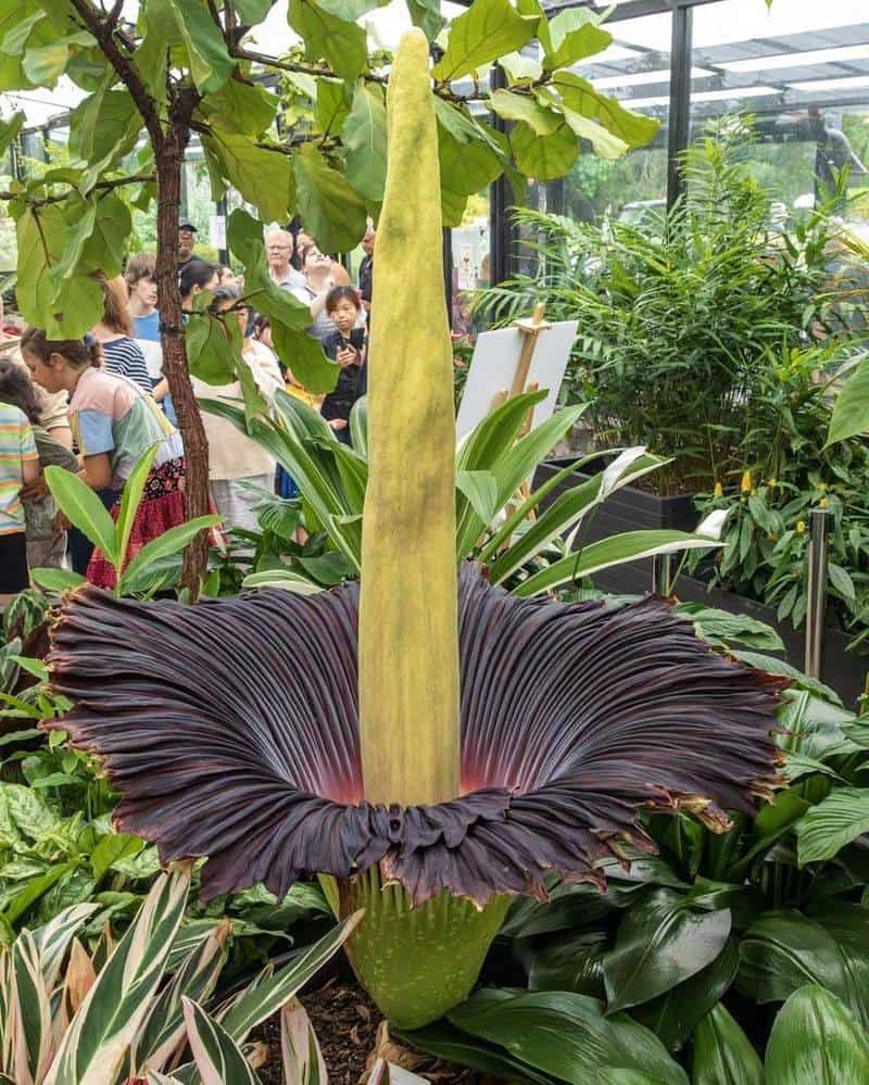 Corpse Flower (Amorphophallus titanum)