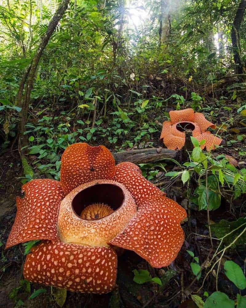 Corpse Flower (Rafflesia arnoldii)