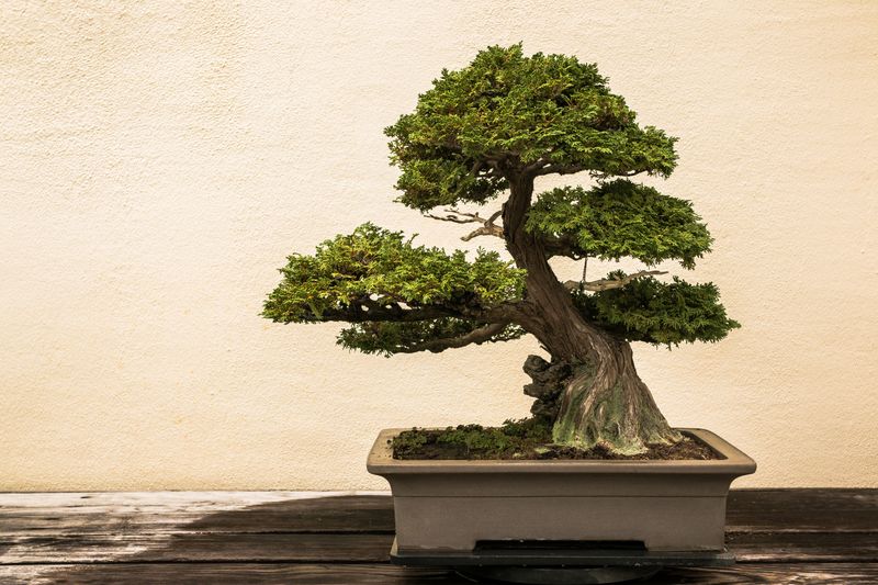 Bonsai Tree