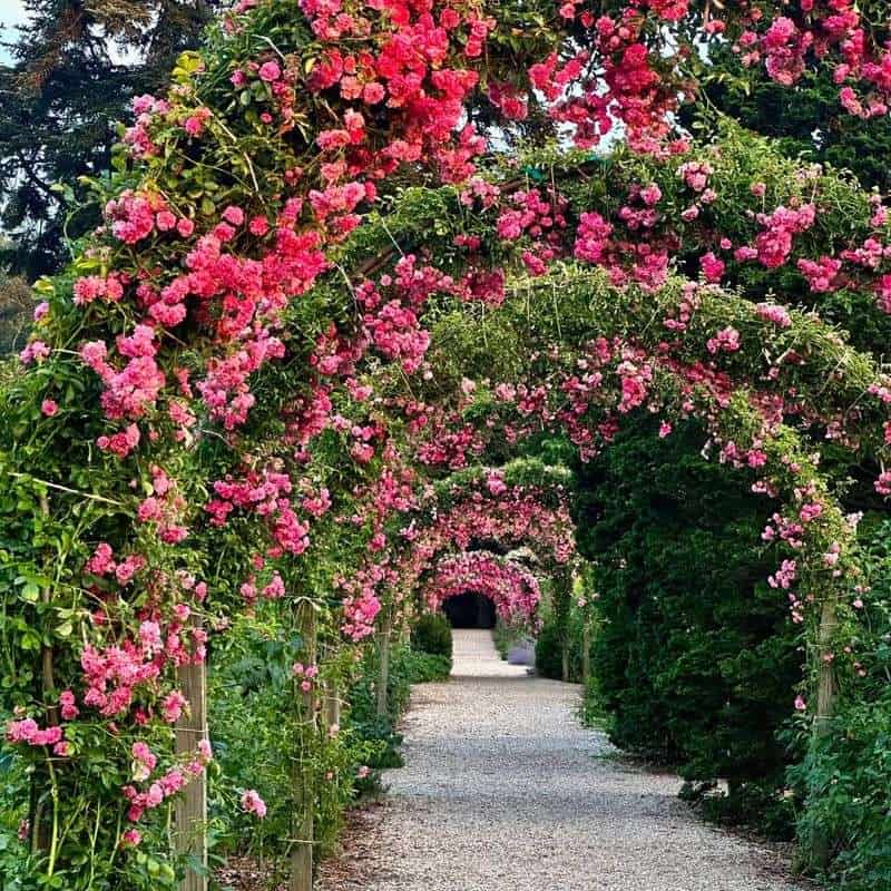 Create a Rose Care Routine