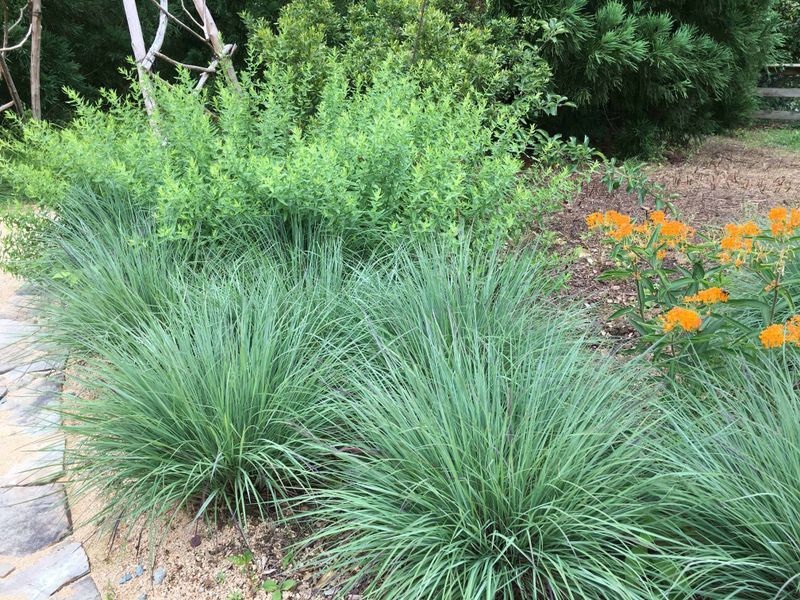 Switchgrass