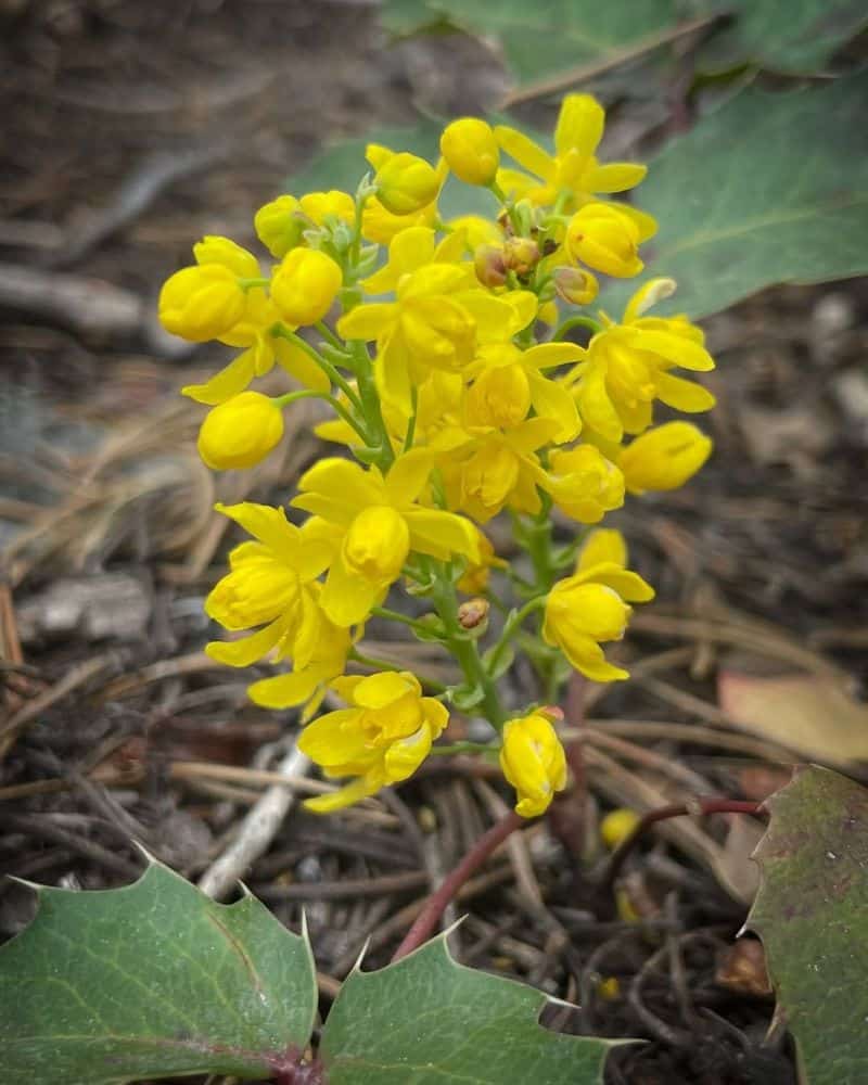 Creeping Mahonia (Berberis repens)