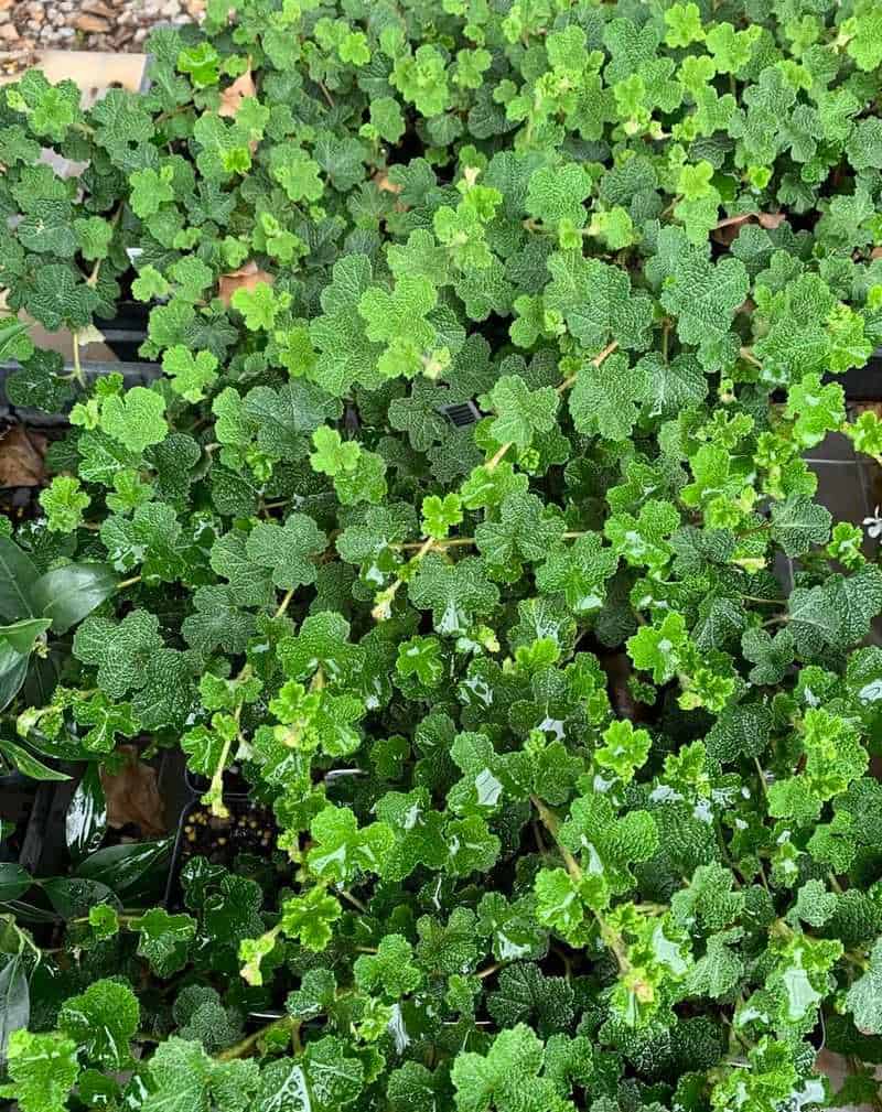 Creeping Raspberry (Rubus tricolor)
