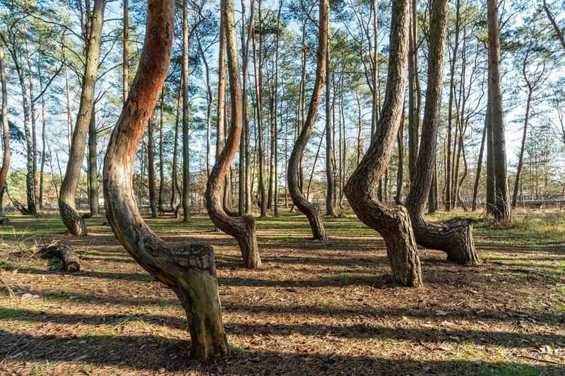 Crooked Forest, Poland