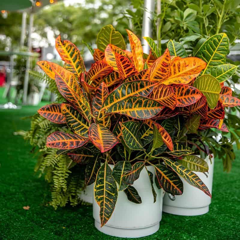 Crotons