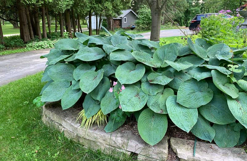 Hostas