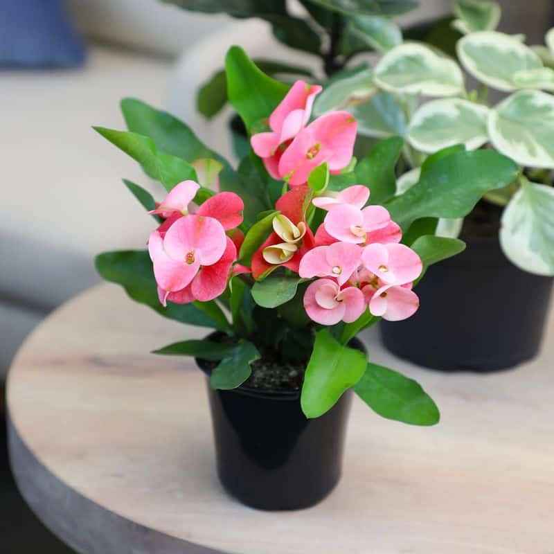 Crown of Thorns (Euphorbia milii)