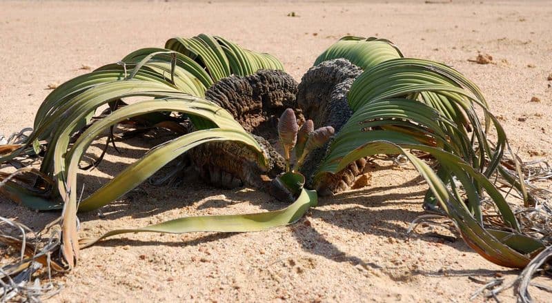 Welwitschia Mirabilis