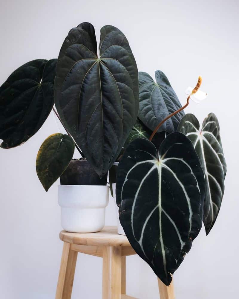 Dark Flora