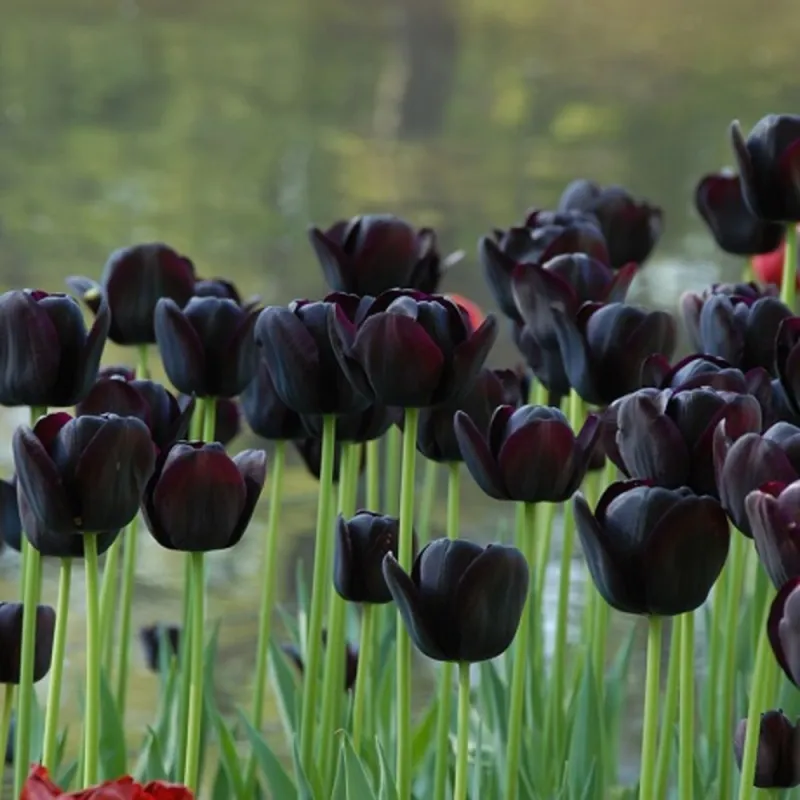 Queen of the Night Tulip