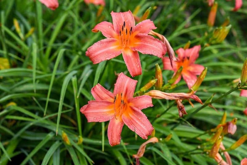 Daylilies (Hemerocallis spp.)