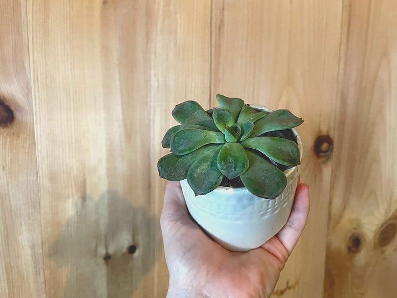 Purify Air with Plants