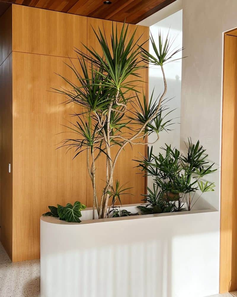 Dracaena (Dracaena spp.)