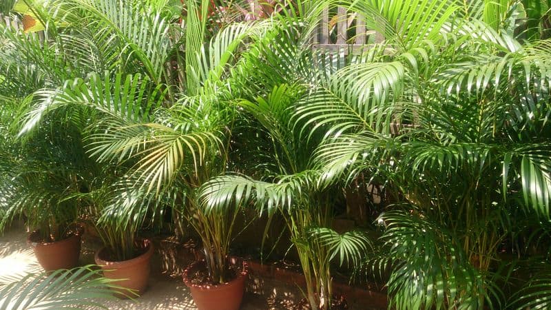 Areca Palm
