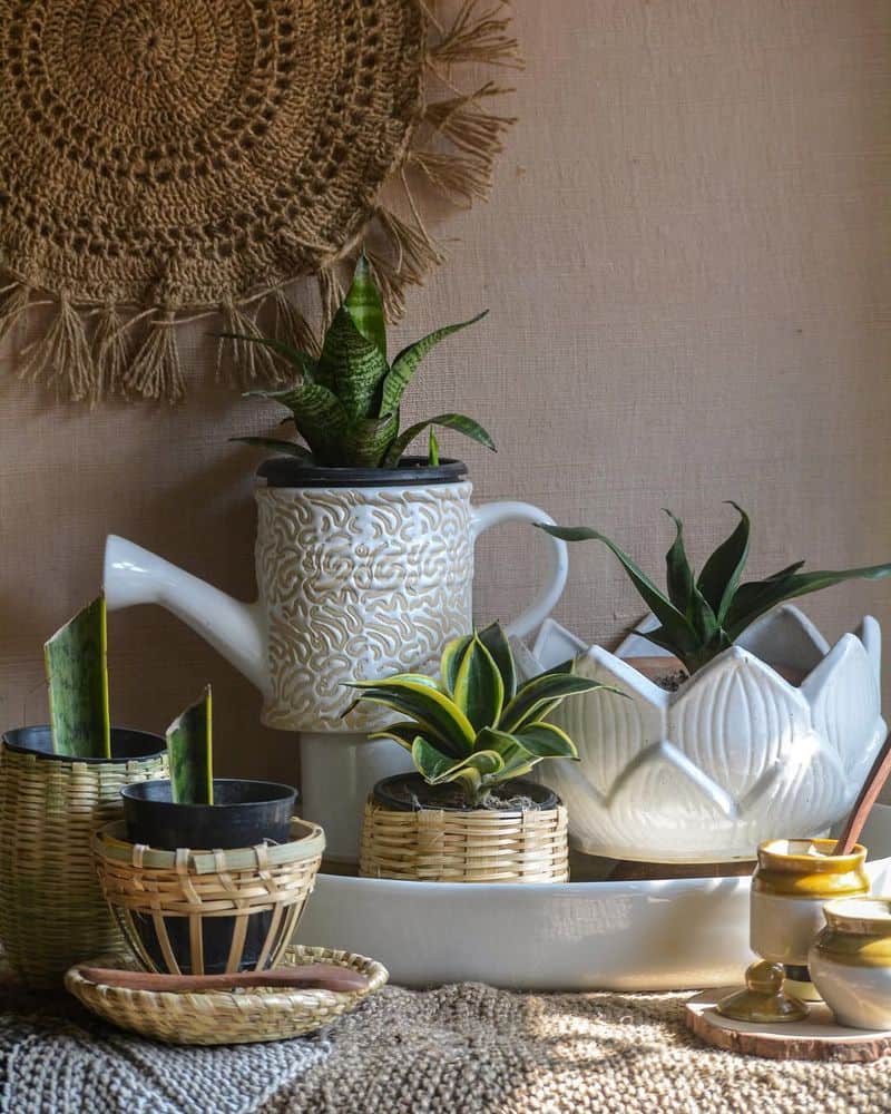 Dwarf Snake Plant (Sansevieria trifasciata 'Hahnii')