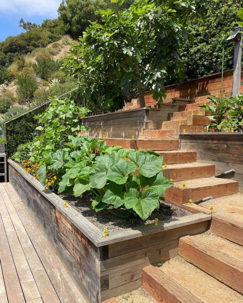 Edible Drought Garden