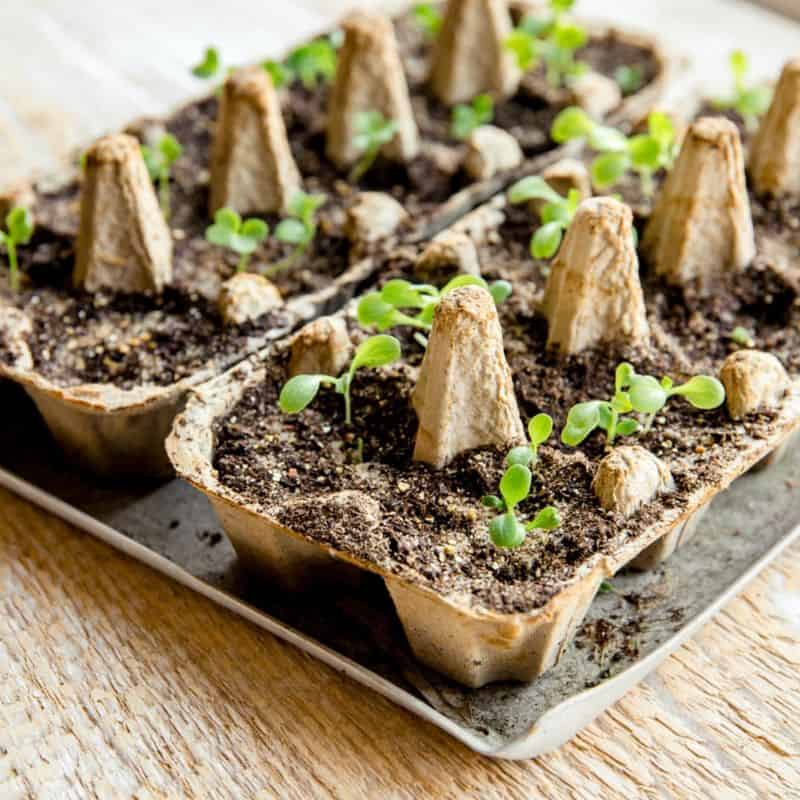 Egg Cartons