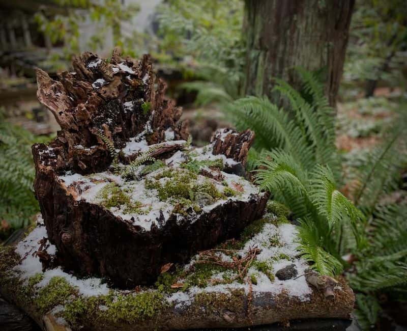 Embrace Natural Decay