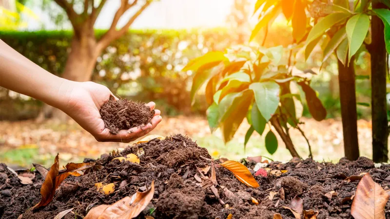 Reduces the Need for Chemical Fertilizers