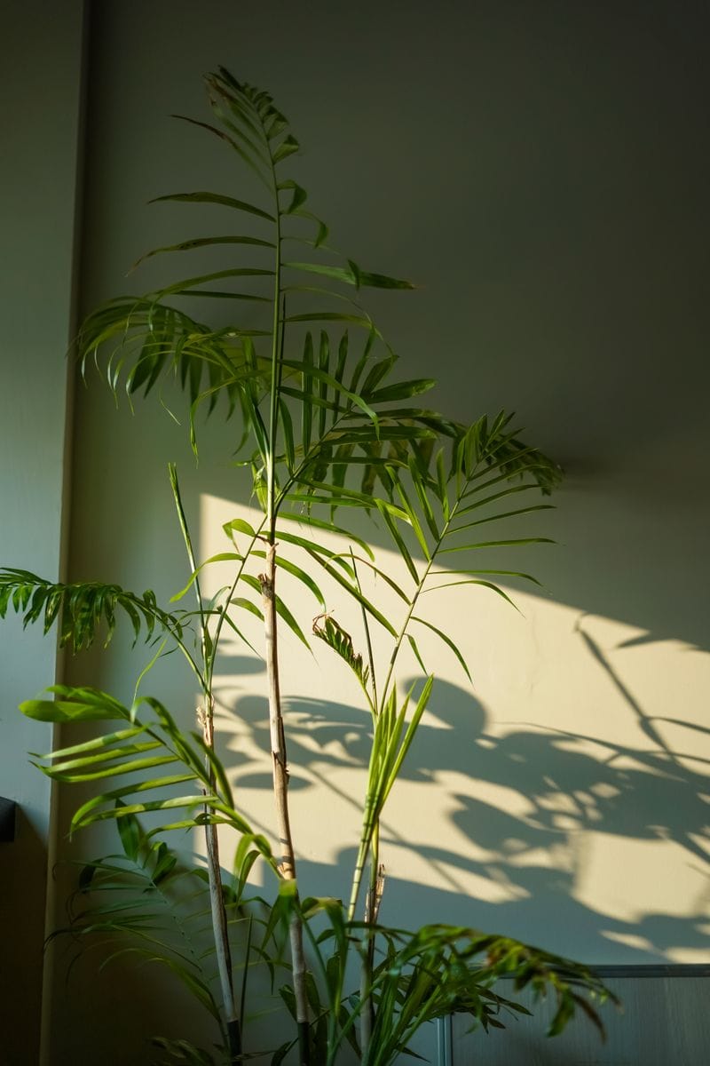 Bamboo Palm