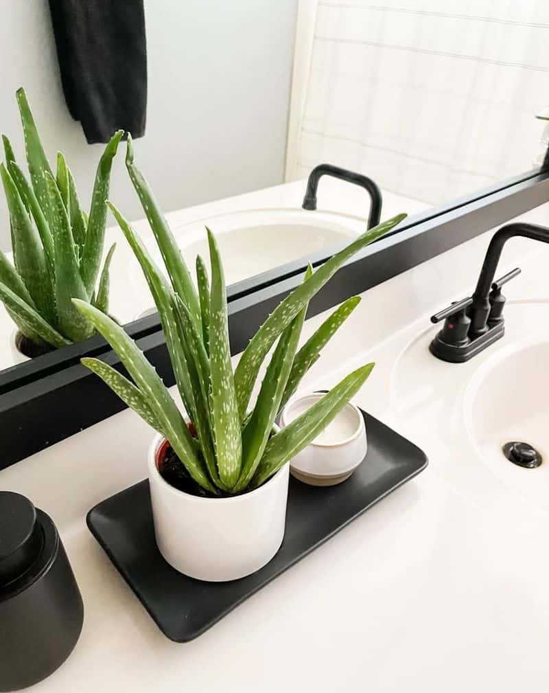 Aloe Vera