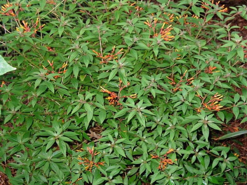 Firefly Bush