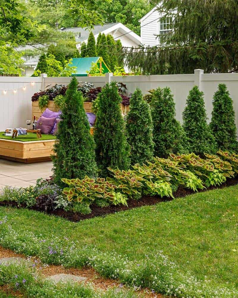 Evergreen Trees