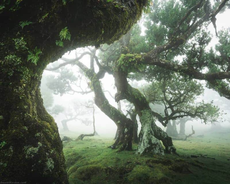 Fanal Forest, Madeira, Portugal