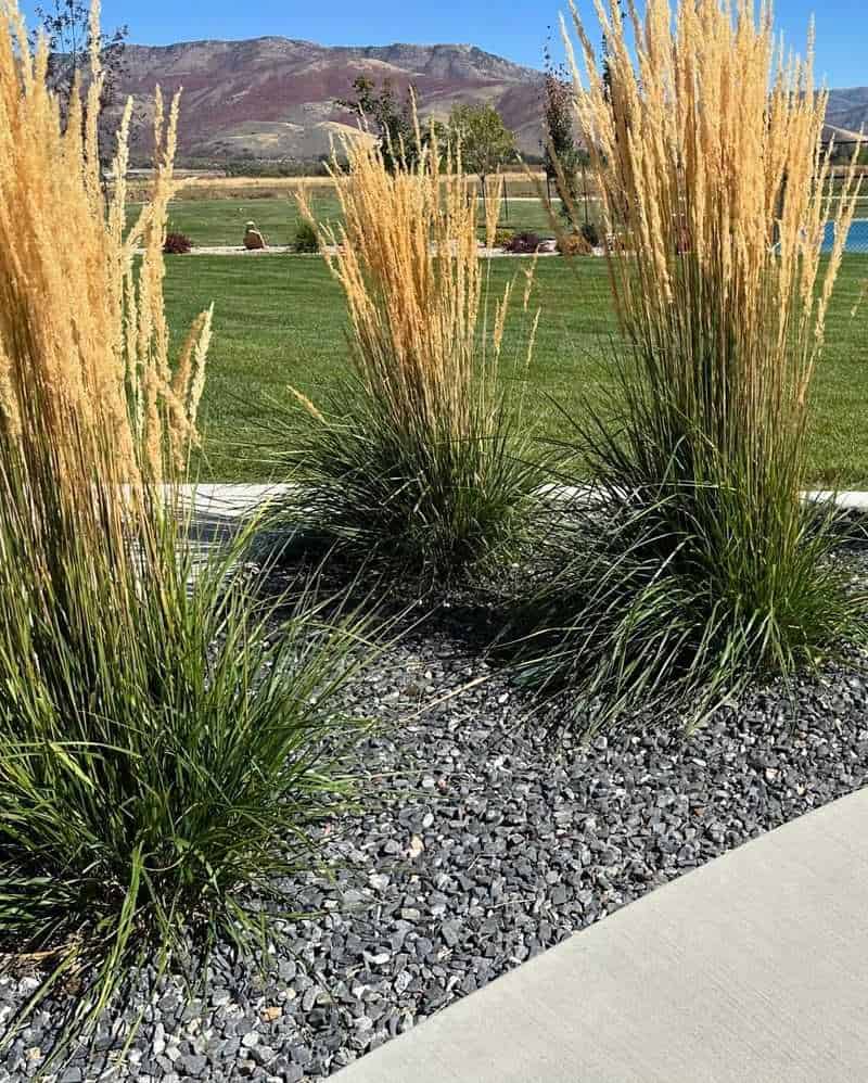 Feather Reed Grass (Calamagrostis acutiflora)