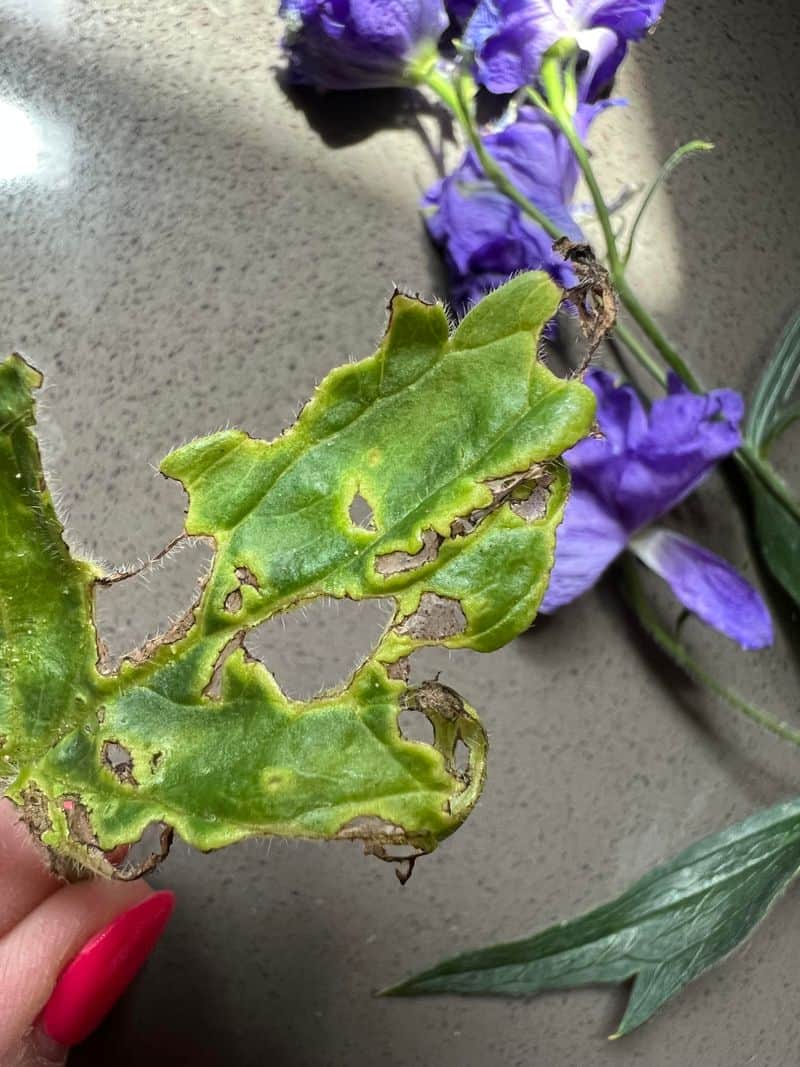 Control Pests Naturally