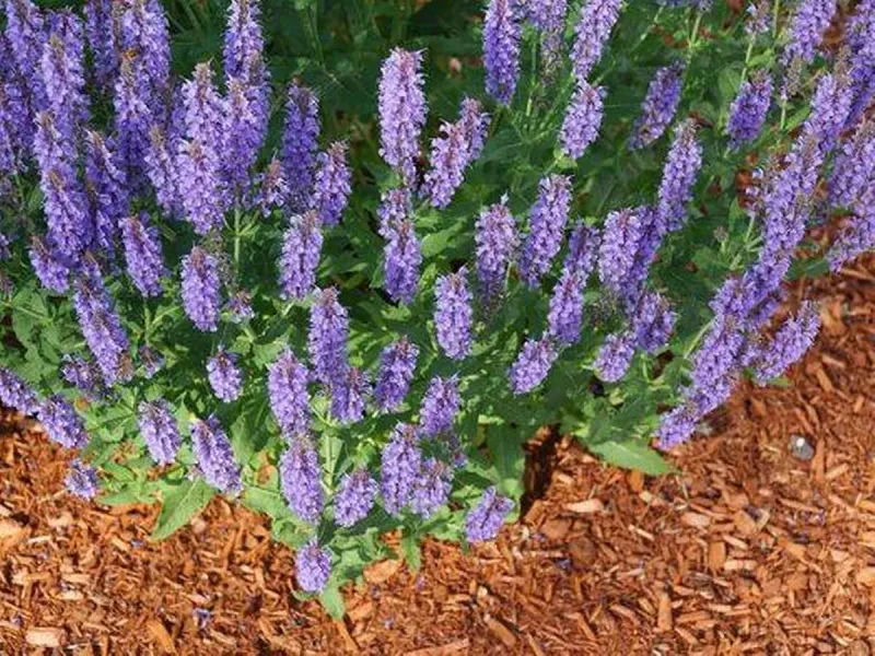 Mulching Benefits