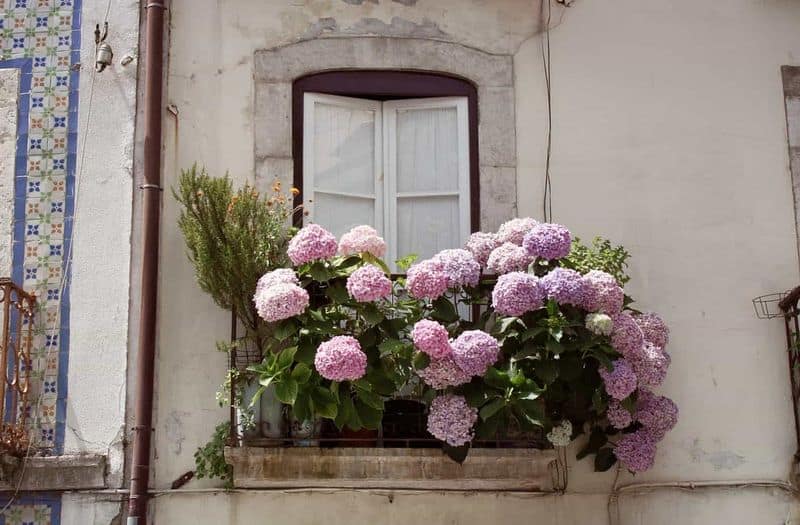 Hydrangeas