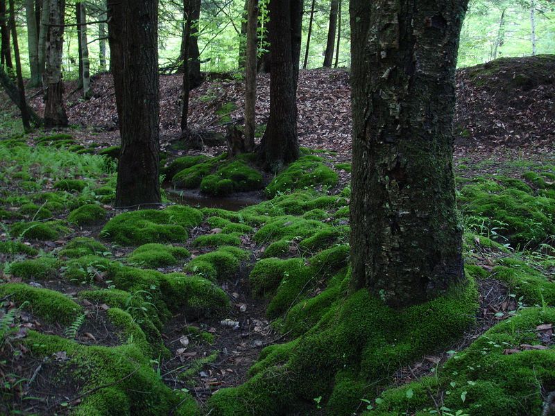 Mosses