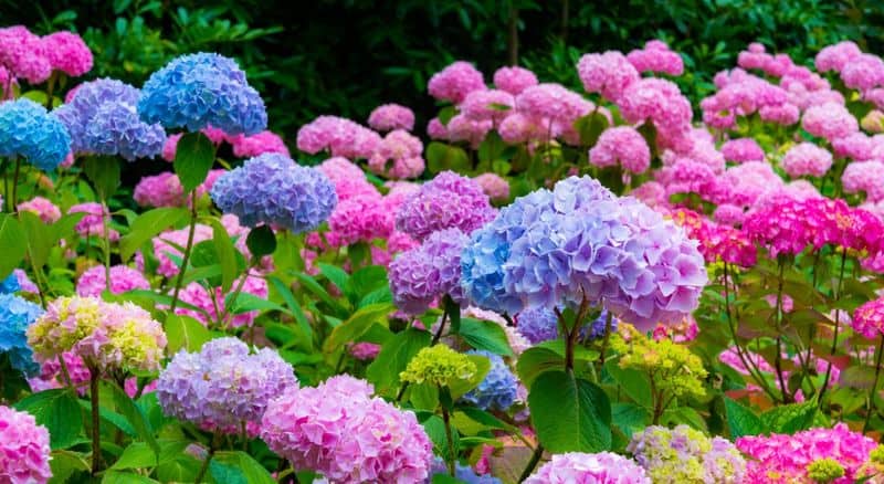 Control Pests Naturally