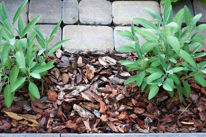 Mulch to Retain Moisture