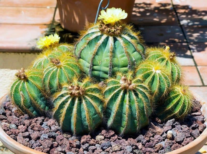 Parodia Cactus