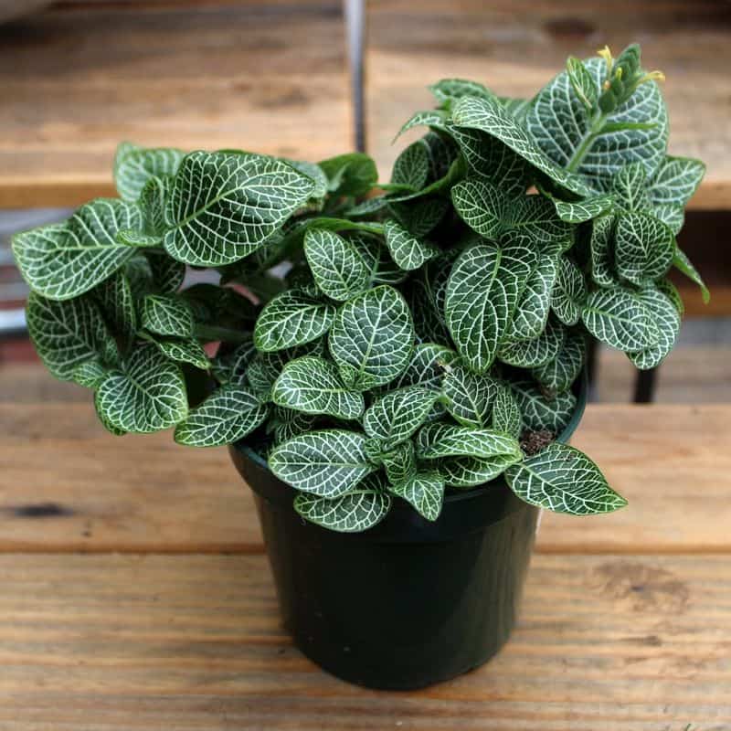 Fittonia (Fittonia albivenis)