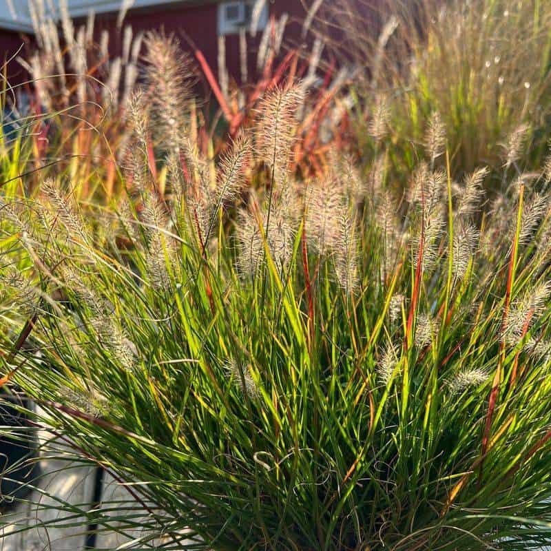 Fountain Grass (Pennisetum alopecuroides)
