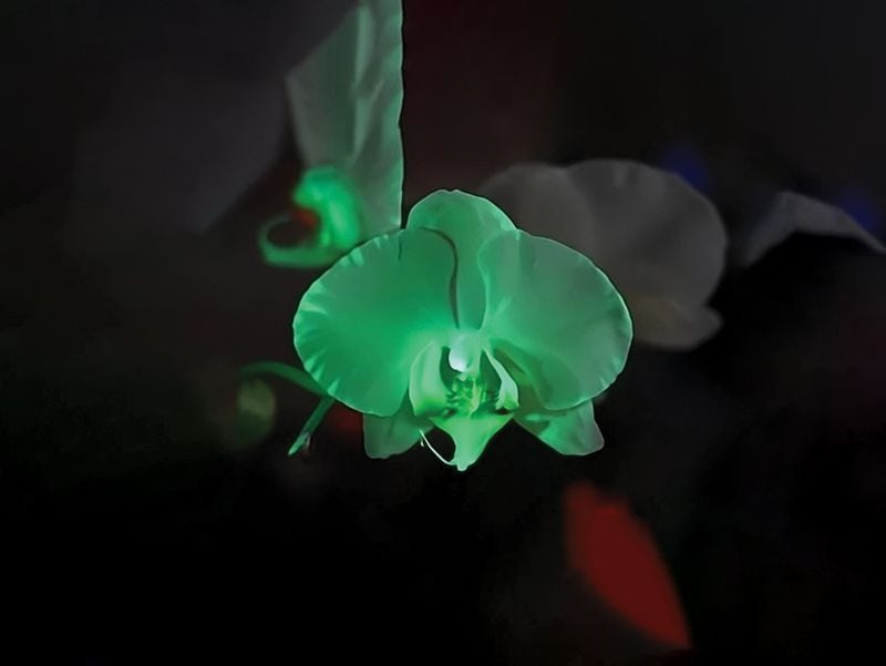 Glow-in-the-Dark Orchids