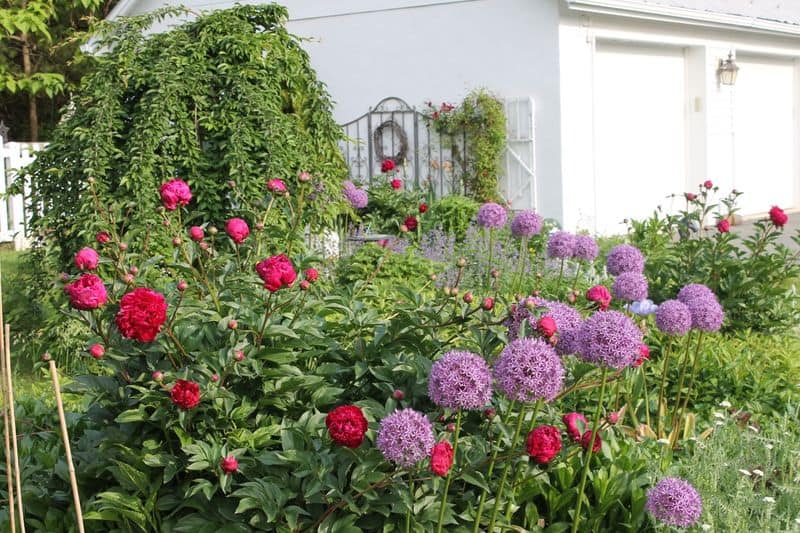 Peony
