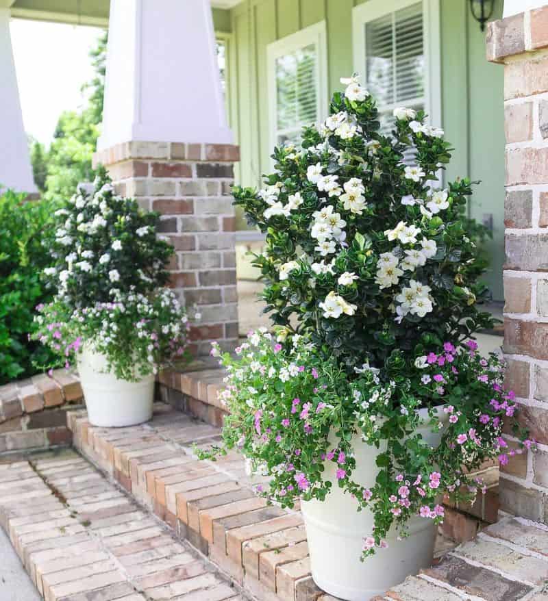 Gardenias
