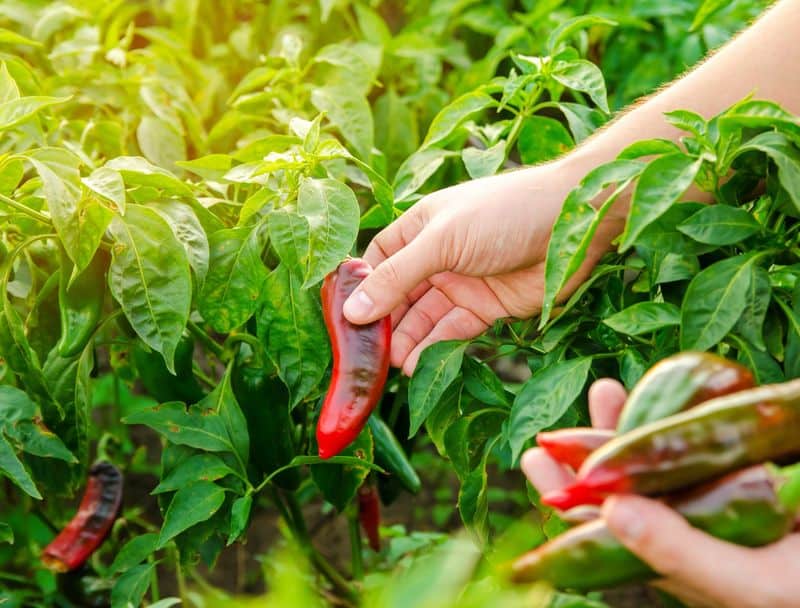 Chili Pepper Spray