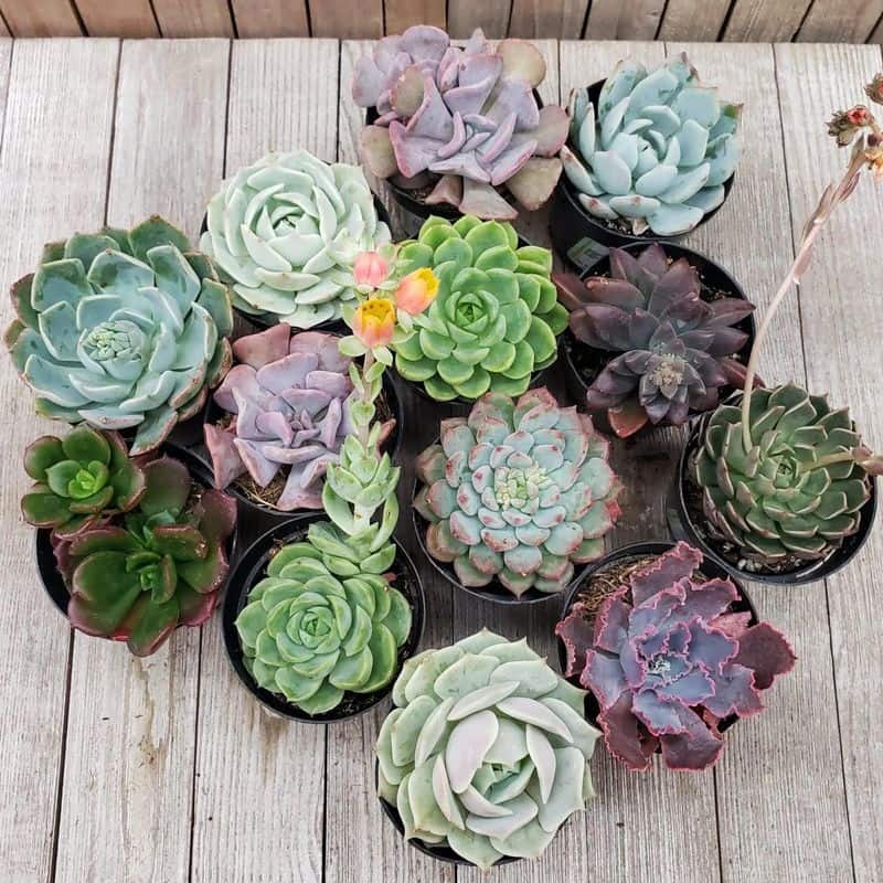 Echeveria