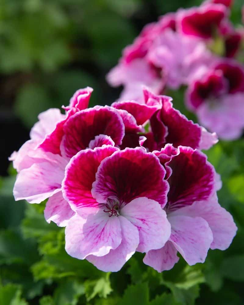 Geranium (Pelargonium)