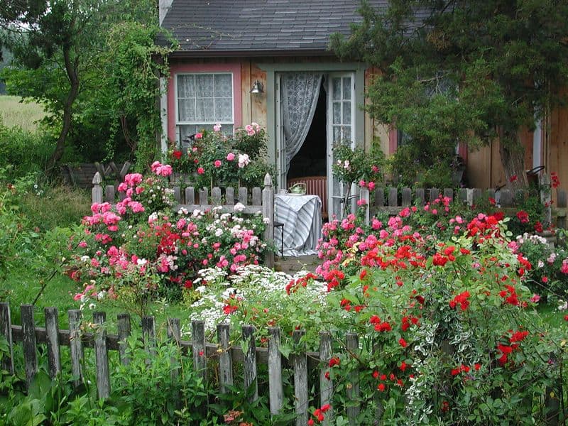 Roses