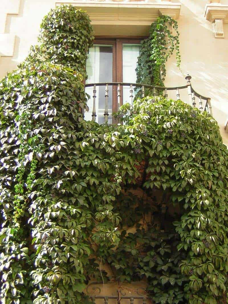 Ivy