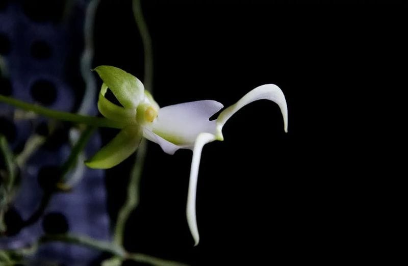 Ghost Orchid (Dendrophylax lindenii)