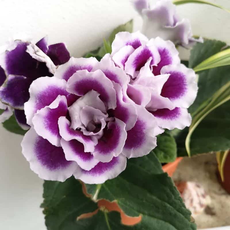Gloxinia (Sinningia speciosa)